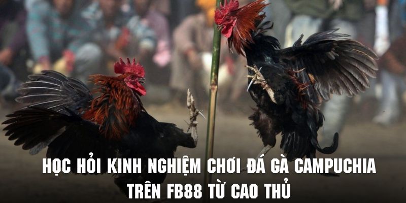 học hỏi kinh nghiệm đá gà từ cao thủ