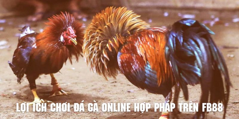 nhiều lợi ích khi tham gia  đá gà online hợp pháp