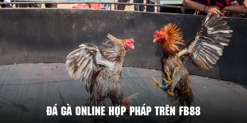 cùng tìm hiểu về đá gà online hợp pháp