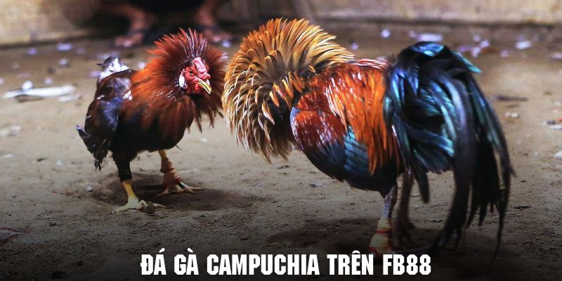 trải nghiệm đá gà campuchia trên fb88