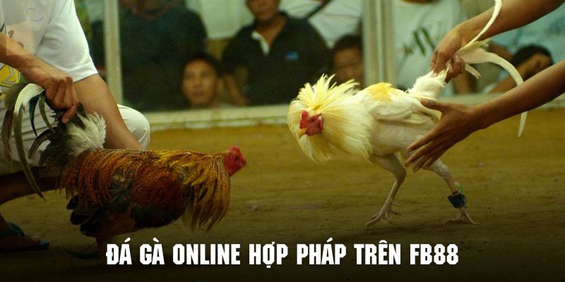 tham gia đá gà online hợp pháp